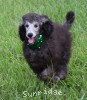 A photo of Prairieland Sky Rocket Delight, a silver standard poodle