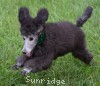 A photo of Prairieland Sky Rocket Delight, a silver standard poodle