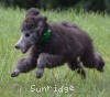 A photo of Prairieland Sky Rocket Delight, a silver standard poodle