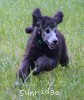 A photo of Prairieland Sky Rocket Delight, a silver standard poodle