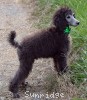 A photo of Prairieland Sky Rocket Delight, a silver standard poodle