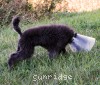 A photo of Prairieland Sky Rocket Delight, a silver standard poodle