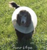 A photo of Prairieland Sky Rocket Delight, a silver standard poodle