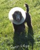 A photo of Prairieland Sky Rocket Delight, a silver standard poodle
