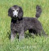 A photo of Prairieland Sky Rocket Delight, a silver standard poodle