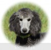 A photo of Prairieland Sky Rocket Delight, a silver standard poodle