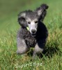 A photo of Prairieland Sky Rocket Delight, a silver standard poodle