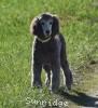 A photo of Prairieland Sky Rocket Delight, a silver standard poodle