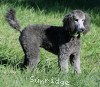 A photo of Prairieland Sky Rocket Delight, a silver standard poodle