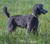 A photo of Prairieland Sky Rocket Delight, a silver standard poodle