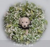 A photo of Sunridge Vision of Moonlight Dymonds, a white standard poodle