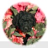 A photo of Nykki, a black standard poodle