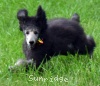 A photo of Prairieland Silver Knight, a silver standard poodle