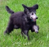 A photo of Prairieland Silver Knight, a silver standard poodle