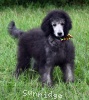 A photo of Prairieland Silver Knight, a silver standard poodle