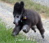 A photo of Prairieland Silver Knight, a silver standard poodle