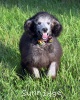 A photo of Prairieland Silver Knight, a silver standard poodle