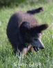 A photo of Prairieland Silver Knight, a silver standard poodle