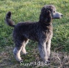 A photo of Prairieland Silver Knight, a silver standard poodle