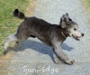 A photo of Prairieland Silver Knight, a silver standard poodle