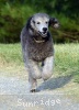 A photo of Prairieland Silver Knight, a silver standard poodle