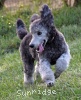 A photo of Prairieland Silver Knight, a silver standard poodle