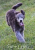 A photo of Prairieland Silver Knight, a silver standard poodle