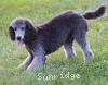 A picture of Prairieland Silver Knight, a silver standard poodle