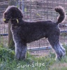 A photo of Prairieland Silver Knight, a silver standard poodle