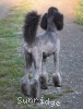 A photo of Sunridge Untouchable Twilight Dream, a silver standard poodle