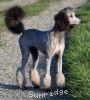 A photo of Sunridge Untouchable Twilight Dream, a silver standard poodle