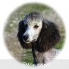 A photo of Sunridge Untouchable Twilight Dream, a silver standard poodle