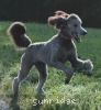 A photo of Sunridge Untouchable Twilight Dream, a silver standard poodle