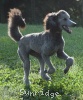 A photo of Sunridge Untouchable Twilight Dream, a silver standard poodle