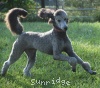 A photo of Sunridge Untouchable Twilight Dream, a silver standard poodle