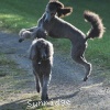 A photo of Sunridge Untouchable Twilight Dream, a silver standard poodle