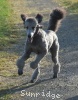 A photo of Sunridge Untouchable Twilight Dream, a silver standard poodle