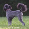 A photo of Sunridge Untouchable Twilight Dream, a silver standard poodle