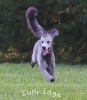 A photo of Sunridge Untouchable Twilight Dream, a silver standard poodle