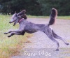 A photo of Sunridge Untouchable Twilight Dream, a silver standard poodle