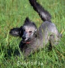 A photo of Sunridge Untouchable Twilight Dream, a silver standard poodle