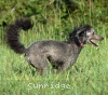 A photo of Sunridge Untouchable Twilight Dream, a silver standard poodle