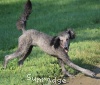 A photo of Sunridge Untouchable Twilight Dream, a silver standard poodle