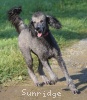 A photo of Sunridge Untouchable Twilight Dream, a silver standard poodle