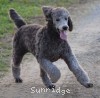 A photo of Prairieland Rock Me All Night Long, a silver standard poodle