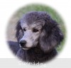 A photo of Prairieland Rock Me All Night Long, a silver standard poodle