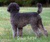 A photo of Prairieland Rock Me All Night Long, a silver standard poodle