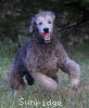 A photo of Prairieland Rock Me All Night Long, a silver standard poodle