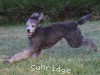 A photo of Prairieland Rock Me All Night Long, a silver standard poodle