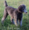 A photo of Prairieland Rock Me All Night Long, a silver standard poodle